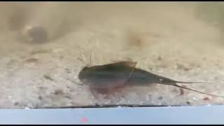 Triops Australiensis gr&uuml;n 30 Tage alt