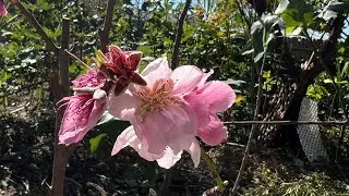 January 2026 Arizona garden tour
