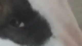 Собака HeyBro!!!!!