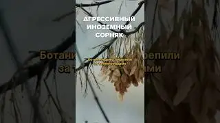 Как путешествуют деревья? #живаяпланета #растения #деревья #природа #москва
