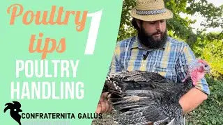 POULTRY TIPS ep. 1 - POULTRY HANDLING