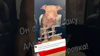 Вся правда про дрессировку собак!!!