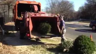 Mulchfest 2012 Christmas tree chipping