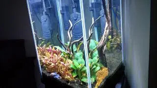 Top Fin Fascinate Tank Update