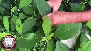 Science In Seconds: The Sassafras Tree