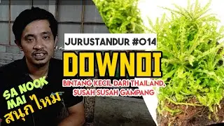 Pogostemon Helferi, Downoi tanaman eksotis dari thailand ~ #JURUSTANDUR 014