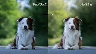 Bild bearbeiten in Lightroom und Photoshop // Hundefoto Schritt f&uuml;r Schritt bearbeiten