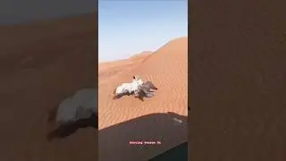 Houbara Bustard vs Eagle 🦅#houbarabustard #tiloor #hunting #huntingseason