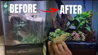 Crested Gecko Cage Setup (vivarium build)