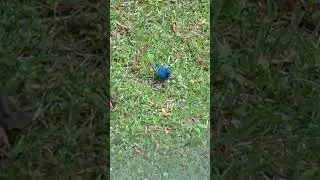 Male & Female Indigo Bunting #birds
