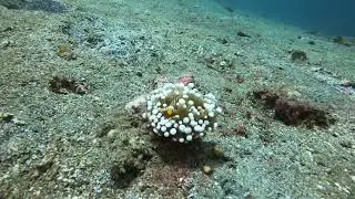 Lembeh Strait, Indonesia - Tiny Anemone