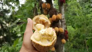 CACAUÍ (Theobroma speciosum, Willd ex Spreng)