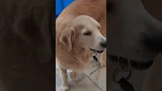 If only humans thought so, even dogs would say jokes 😭.. #funny