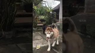 When #gupi the #kintamanidog and #aski the #siberianhusky #stilltogether :(