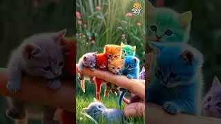 cute mini cats 😍 #cat #cutecats #catvideos #kitten #meowmeme factory #shorts