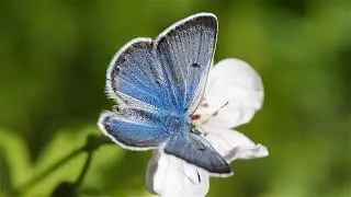 5 Surprising & Fun Butterfly Facts to Share with Friends