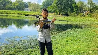 Snakehead Lure Fishing | Insane Topwater Murrel Attacks | Giant Snakehead Catch