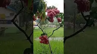 welcome mero ghau KO mausam #rural#vllagelife #nepal