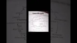 Cycas life cycle BSc important topics #bsc #biology #biologydegree #neetcoachings #bscbiology