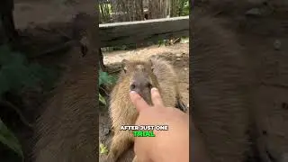 This Capybara Trick Left Scientists Speechless 😮  #capybara #funfacts #animals