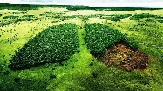 5 Largest Forests in the World