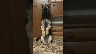 Выпрашивает #ушастый #арес #собака #дрессировка