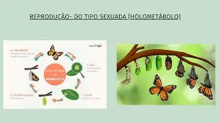 Entomologia Agr&iacute;cola- Ordem Lepidoptera