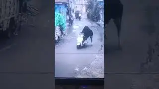 &iexcl;Ins&oacute;lito! Una vaca roba una moto en la India