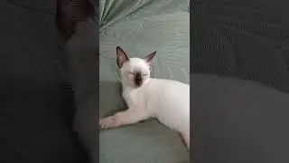 Look at this distinguished gentleman🤭 #cat #pets #cute #funnycats #siamese