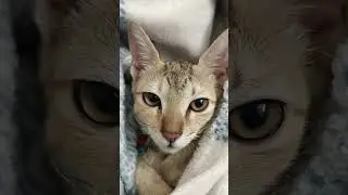 life mai kitni confusion hai 😩🐱 #tillu #cat #funny #tillubadmash #ytshorts