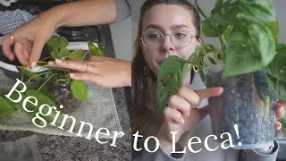 Converting Plants to Leca | Liquid Gold Leaf for Semi-Hydro
