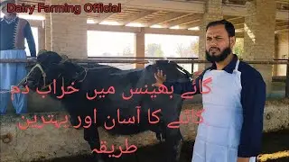 Amputation of tail in buffalo | Tail docking| Easy practical field method of tail docking in buffalo