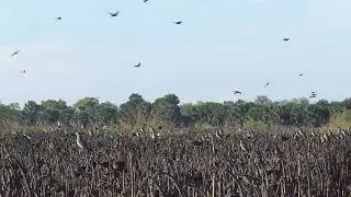 White Wing Fields 9/18