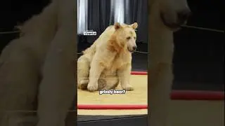 Would You Survive One Minute Wrestling a Grizzly Bear? #shorts