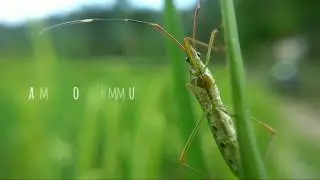 Testing Video with Aukey Macrolens ft. Redmi Note 3 Pro Camera