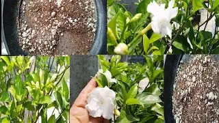 Booster fertilizer for Double Chandni flower plant/ How to Care for maximum flower।।