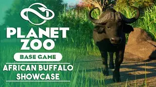 🐃 Planet Zoo - African Buffalo Showcase
