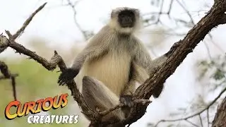 Хануман Лангур | Лондонский зоопарк