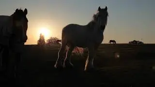 HORSE SNORT