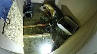 Narroway Homestead Live Stream