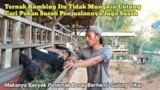 Peternak Kambing Tidak Bakal Untung Jika Tidak Memahami 5 Cara Ini 