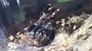 Tarantula [Nhandu chromatus] Molting & Sexing ~ Timelapse