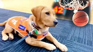 Guide Dog Labrador Livia : Day 82 - First Time Watching Basketball Game