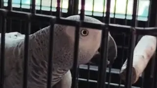 Smooth taking Bilingual African Grey Parrot