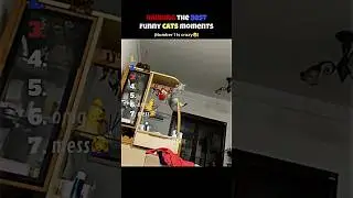 Ranking the best funny cats moments😂🤩 #rnk #funnyvideo #trytolaugh