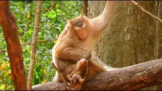 OMG!! Cutest Baby Monkey You've Ever Seen Heartwarming That Will Melt Your Heart
