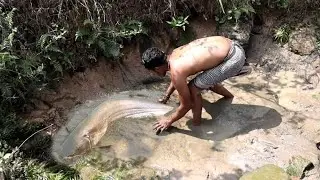 Mud fish catching in village | Fish catch and cooking in India| pramodskill