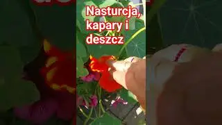 z nasion nasturcji można zrobić weki#nasturcja#ogrod#rośliny jadalne #garden #kwitnienie