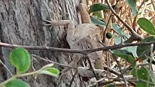 Watching wild lizard perching on the hill #wildlizard
