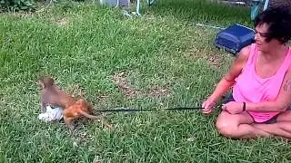 Joshua The Modest Monkey
